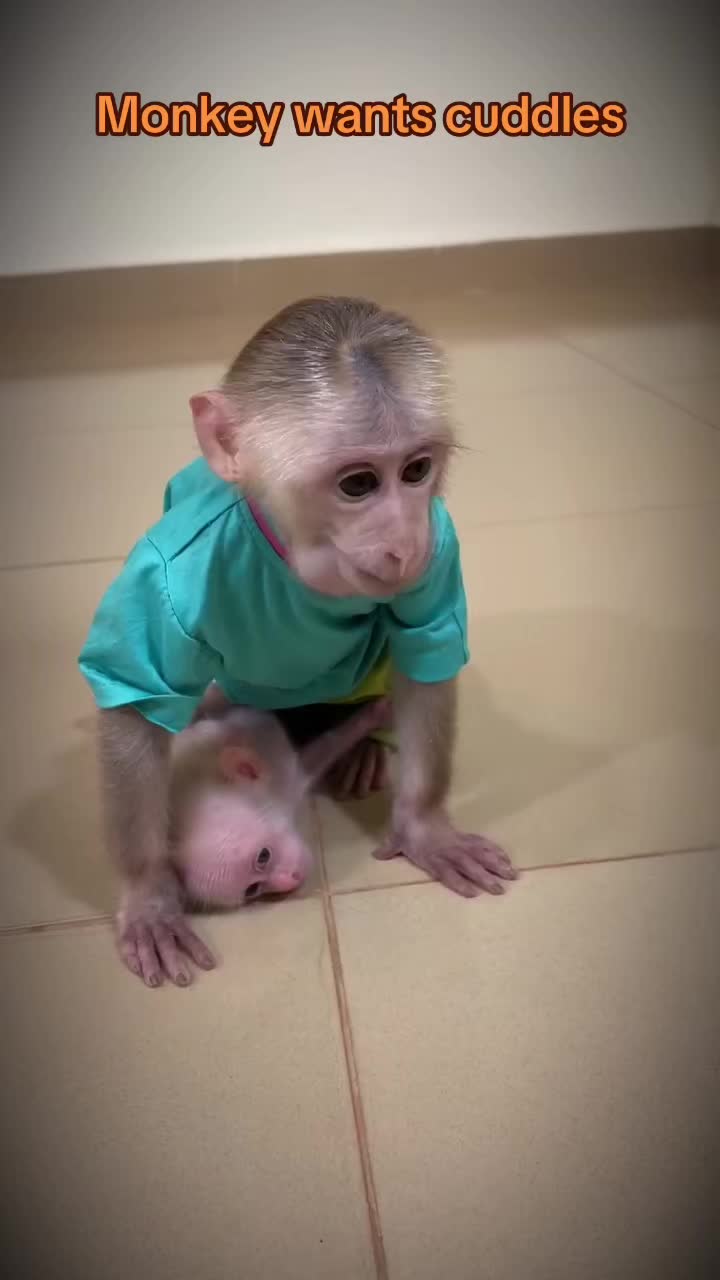@Baby Monkey Rescue