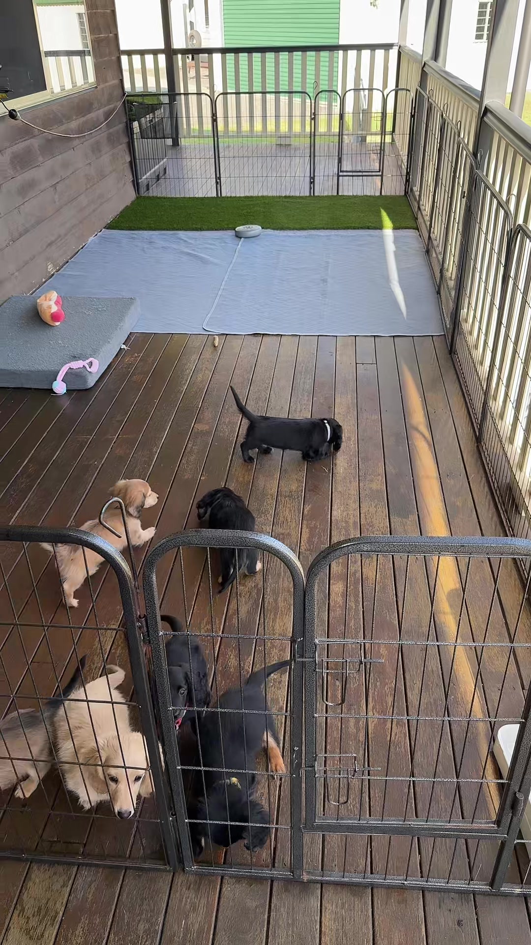 @Dachshund Dynasty