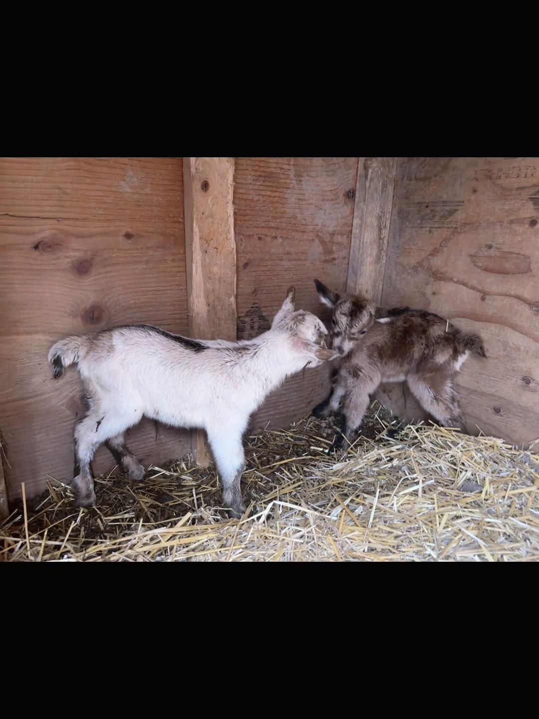 @Angus Family Acres