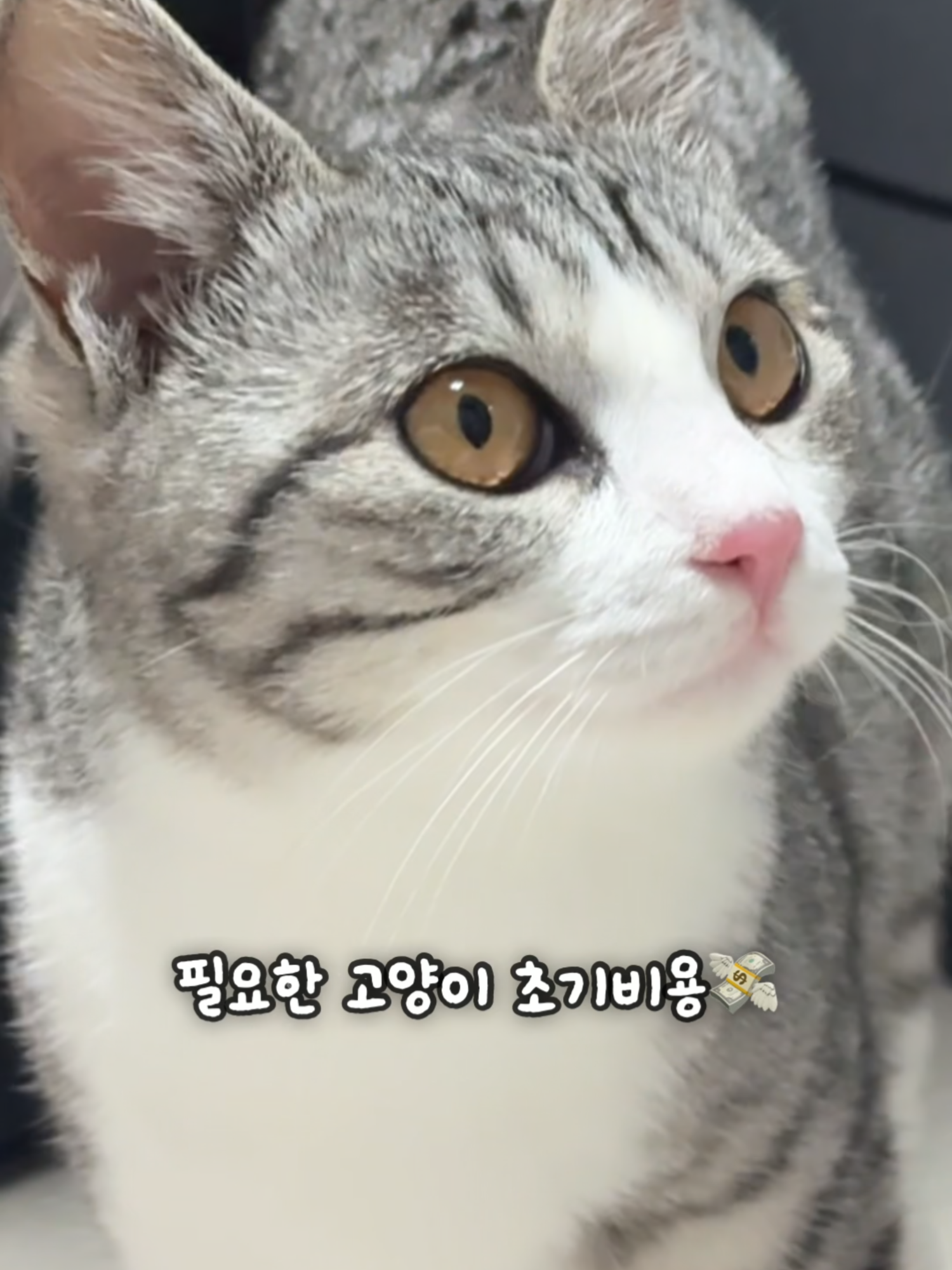 @투머치냥즈