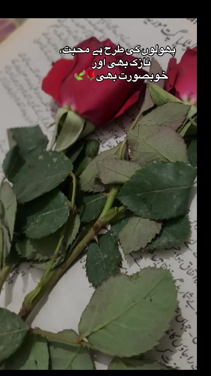 @نائلہ 🌿🙊🐥