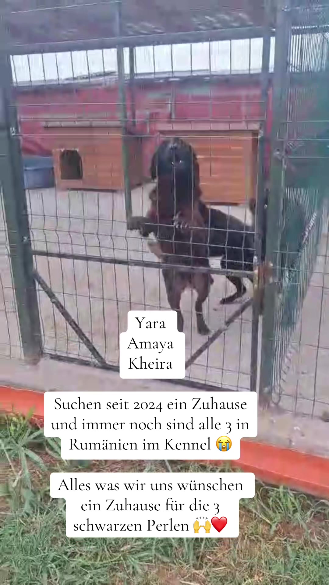@Soulistas.Tierliebe
