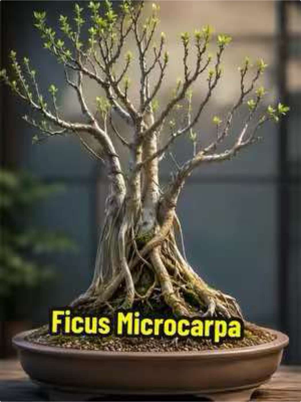 @BONZÁIMBI™️⛩️