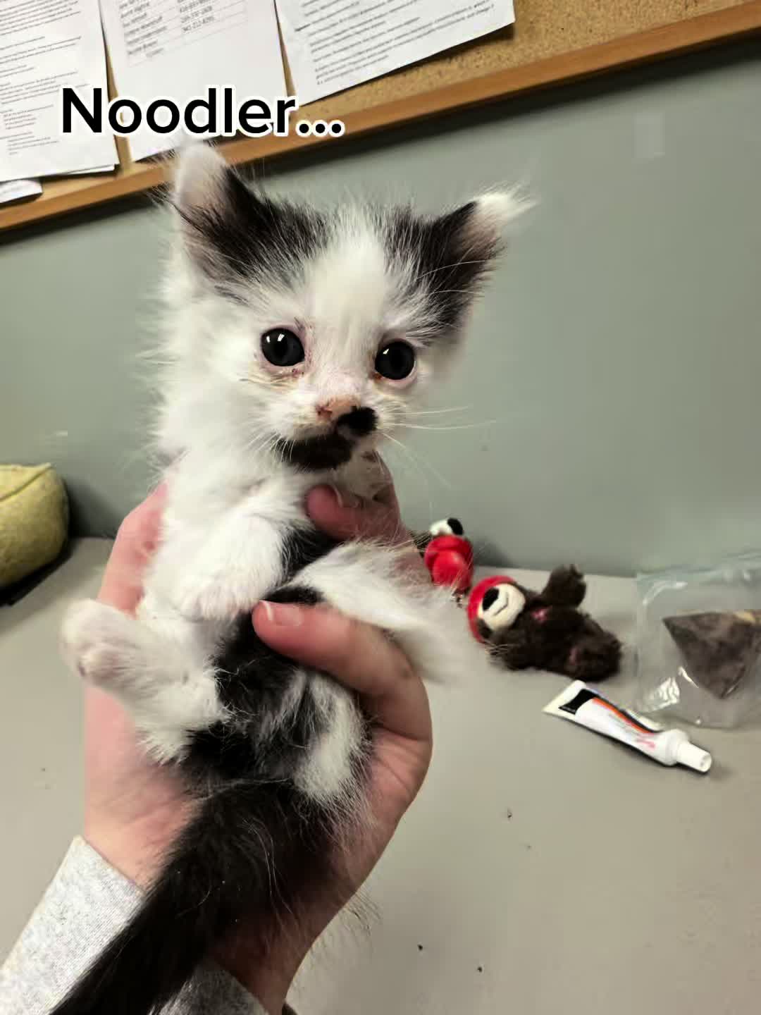 @Kovu&rsquo;s Kitties