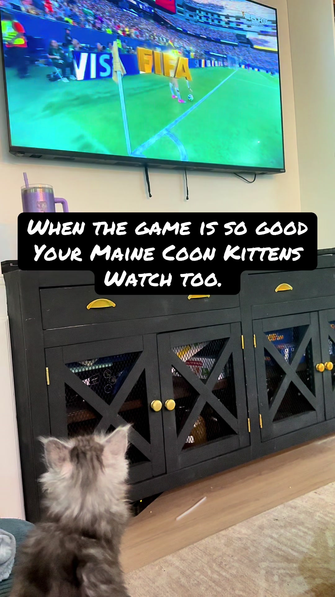 @AristoCoon Cattery