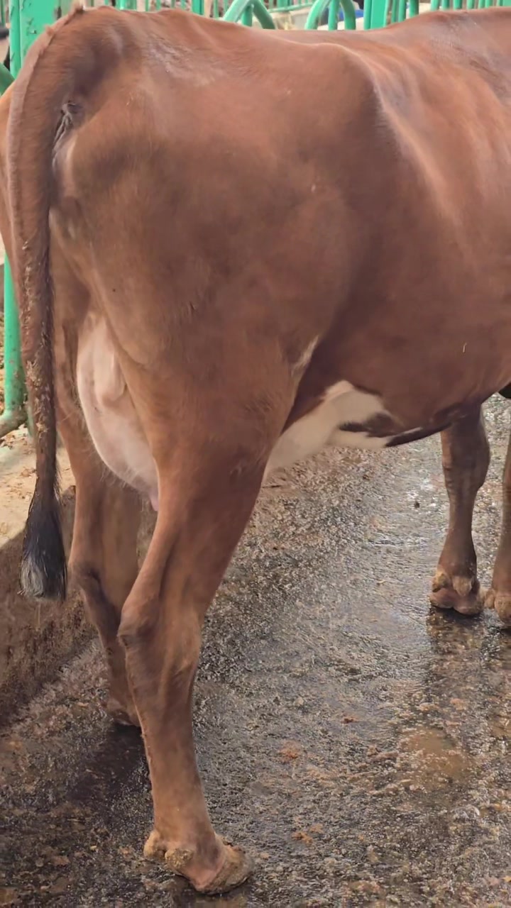 @Sameer cattle breeders Ltd ✅️