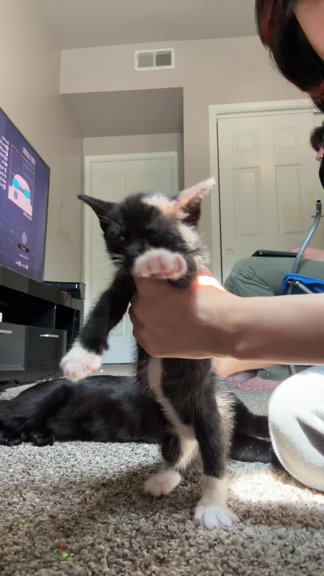 @cat_dancers