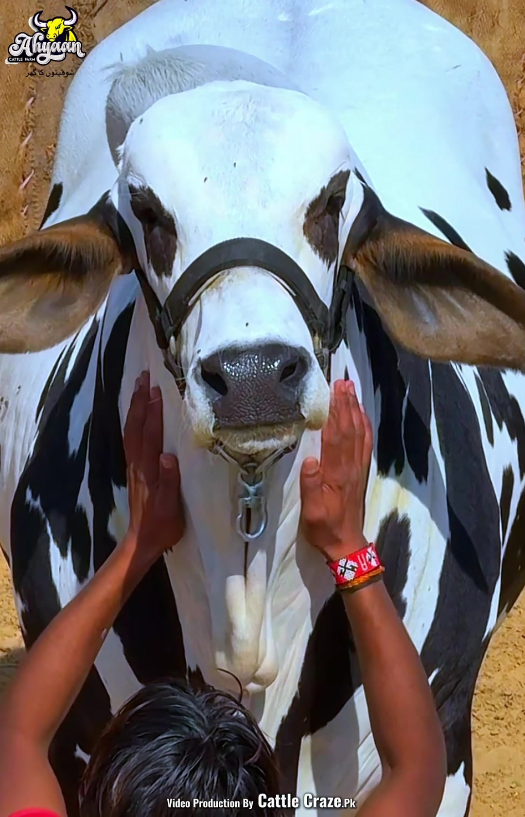 @Ahyaan cattle farm