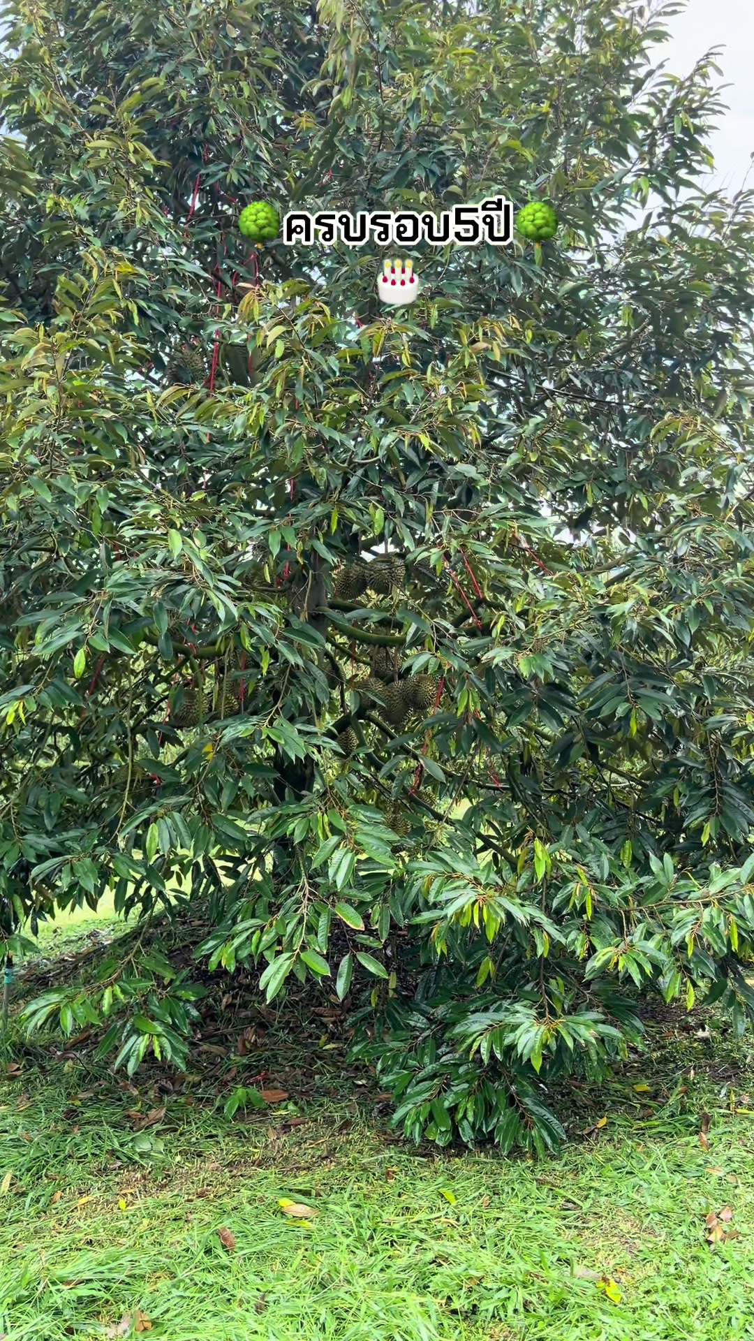 @nongfang