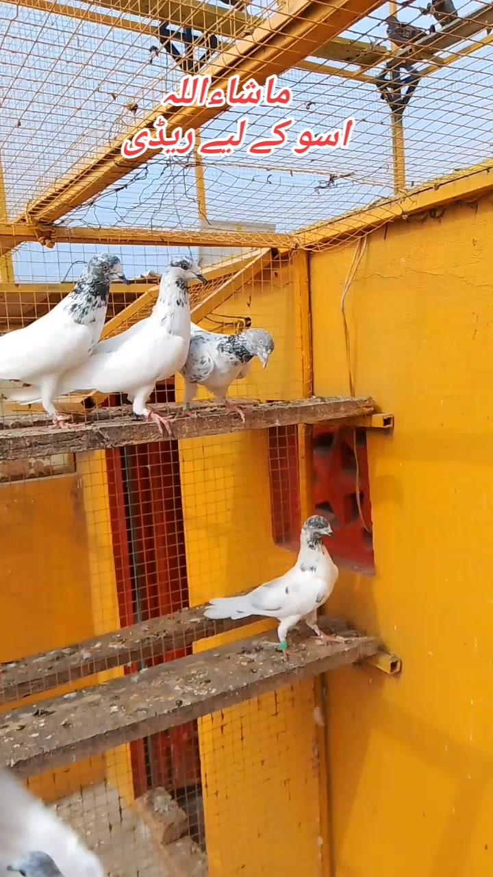 @Pigeons Cages maker 💞