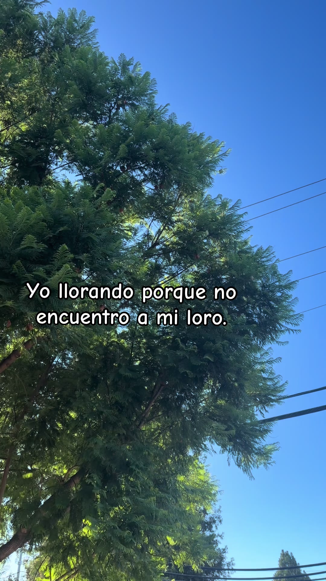 @🖤Rebollar🌻
