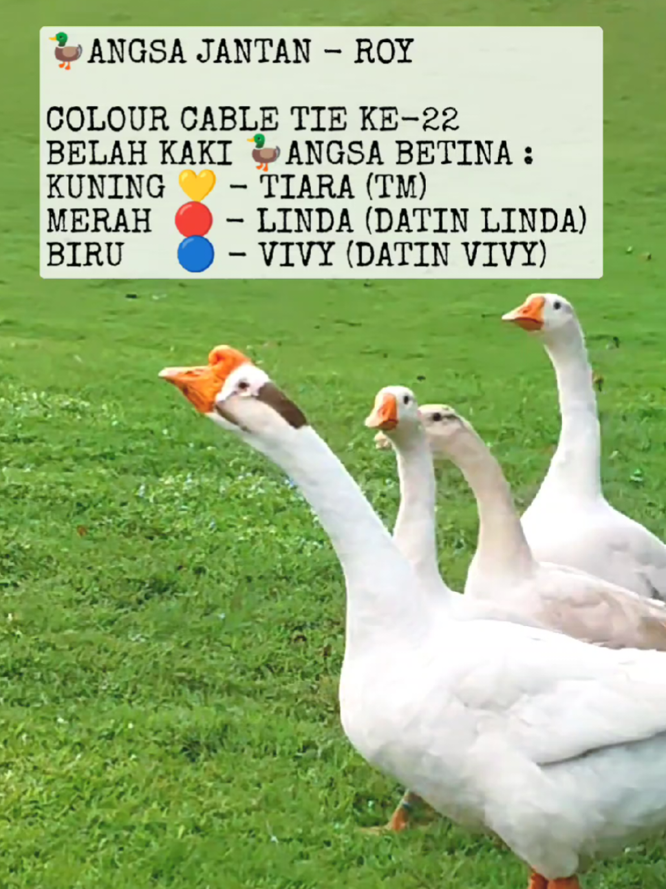 @TIARA MYRA (TM)