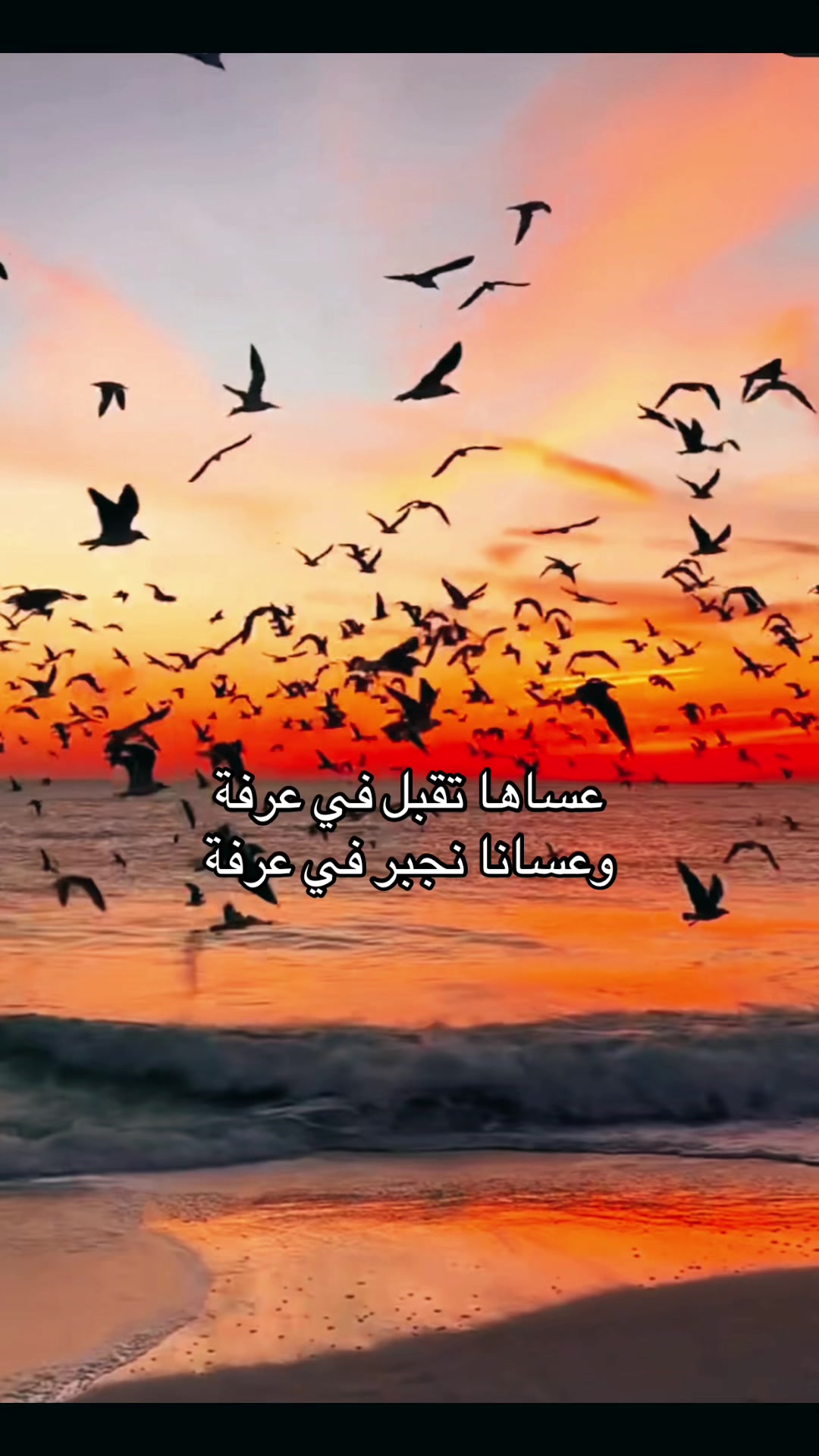 @Noura Srour