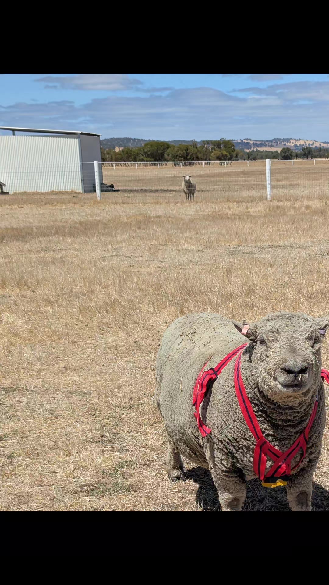 @Gardin Park Babydoll Sheep