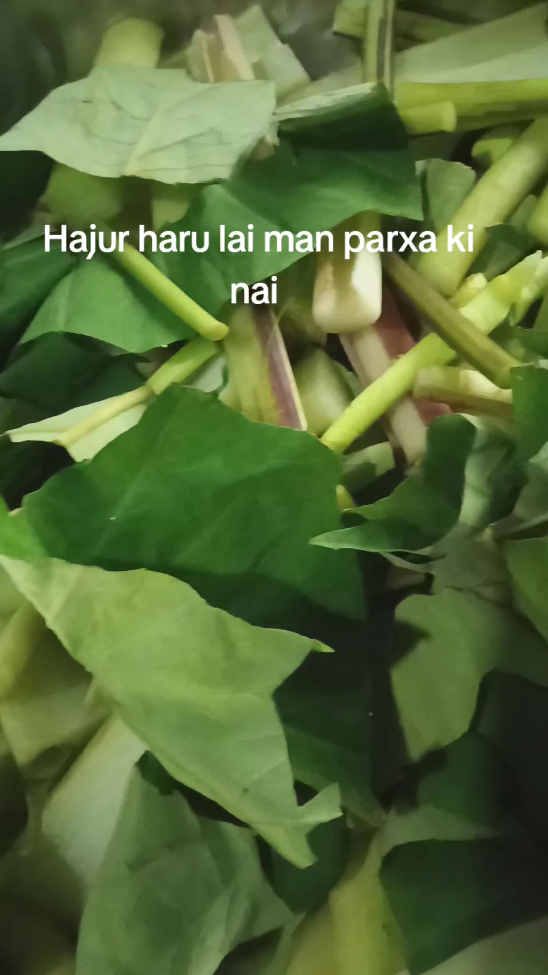 @Mina Lamsal