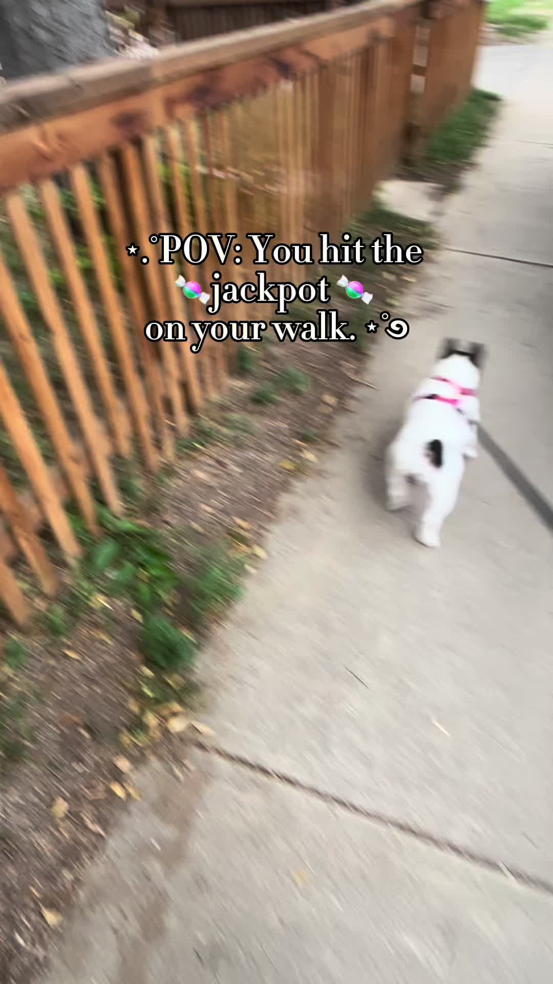 @Belle 🐾💖