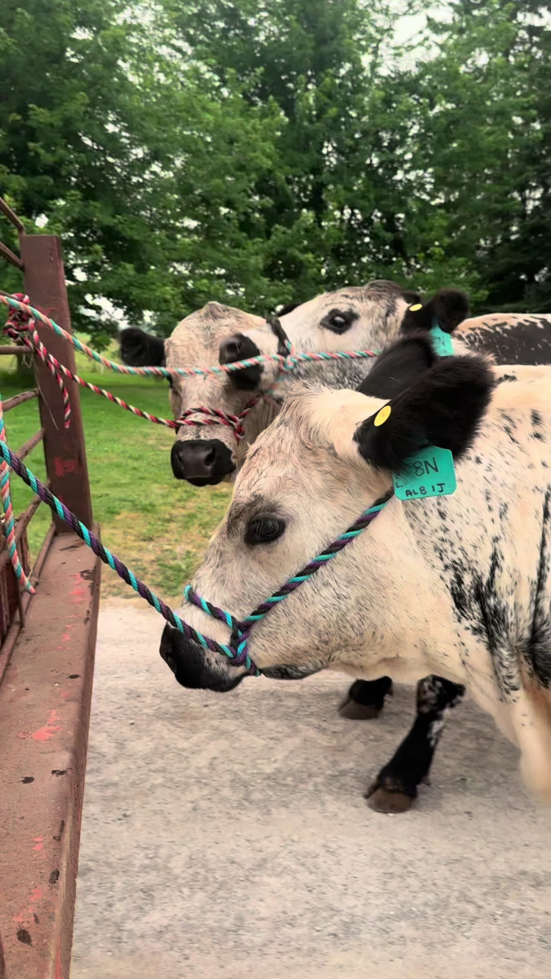 @Speckle Park Cattle 🇨🇦