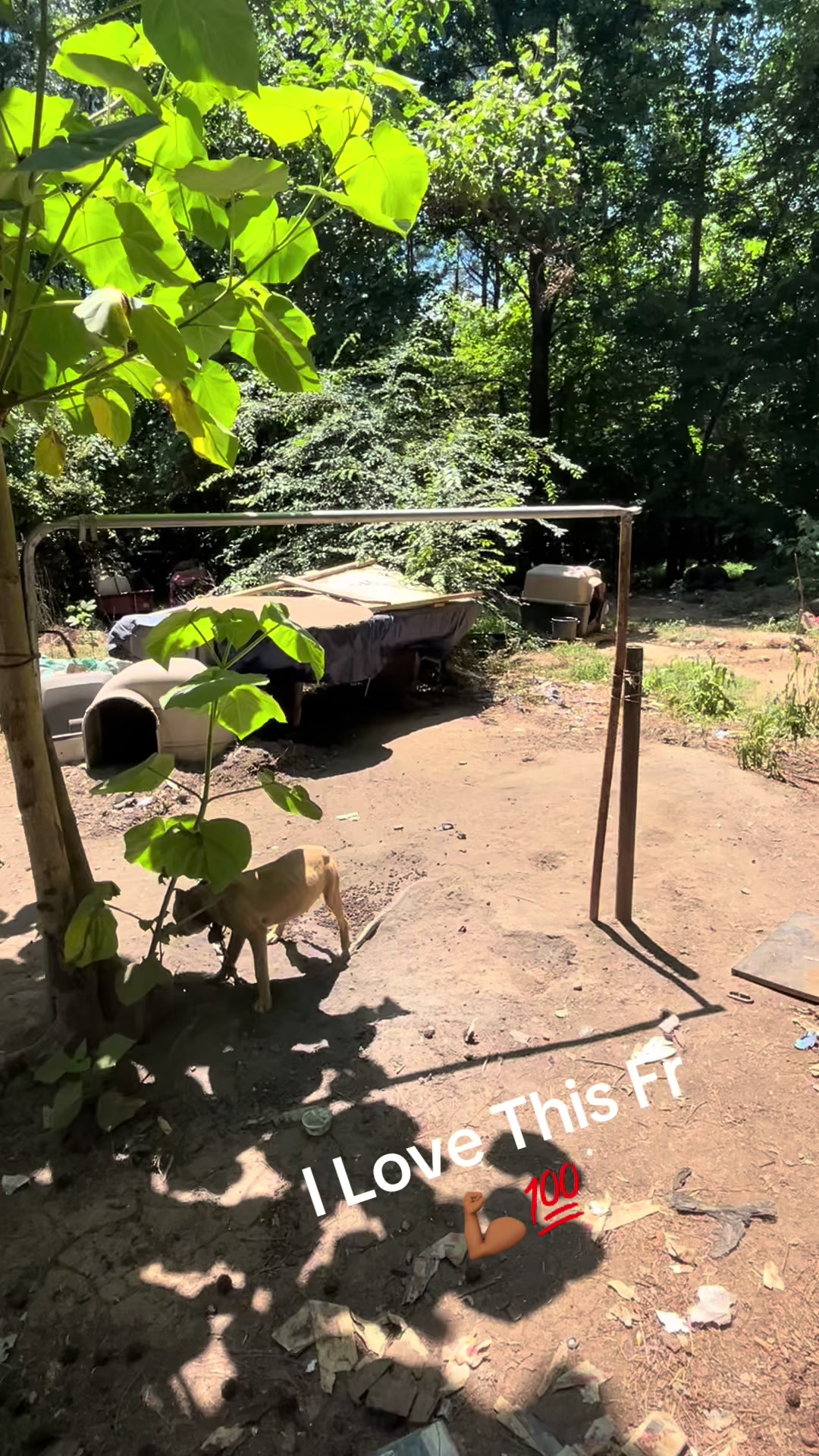 @MoneyTalkKennels