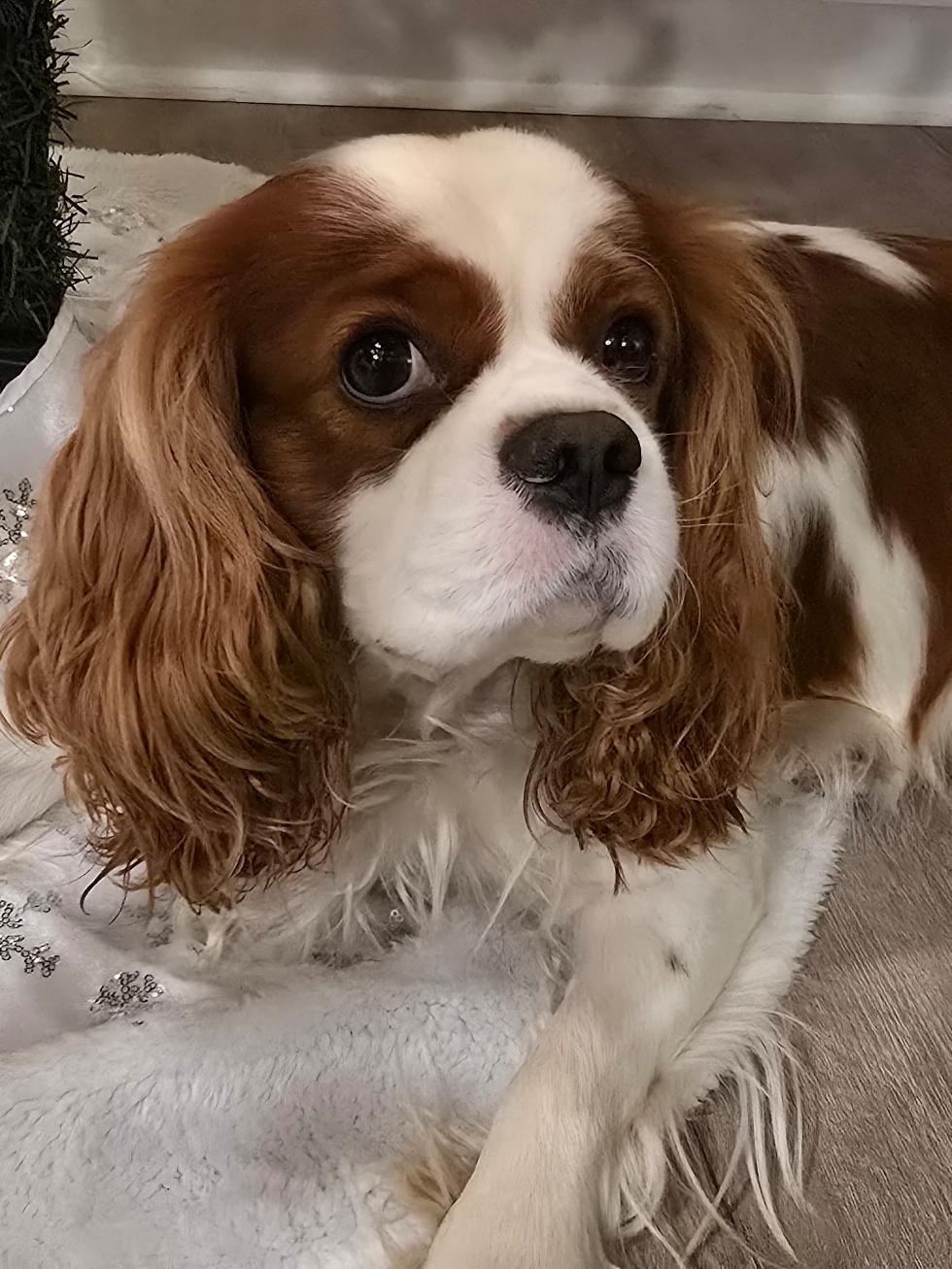 @Rocky Cavalier King Charles