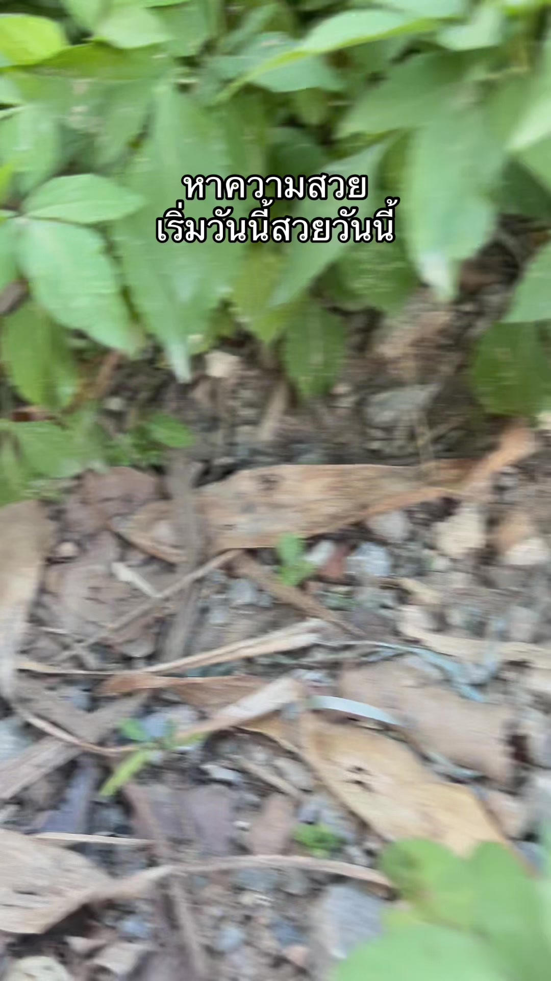 @ไผ่กวนอิมใส่โหลปลากัด