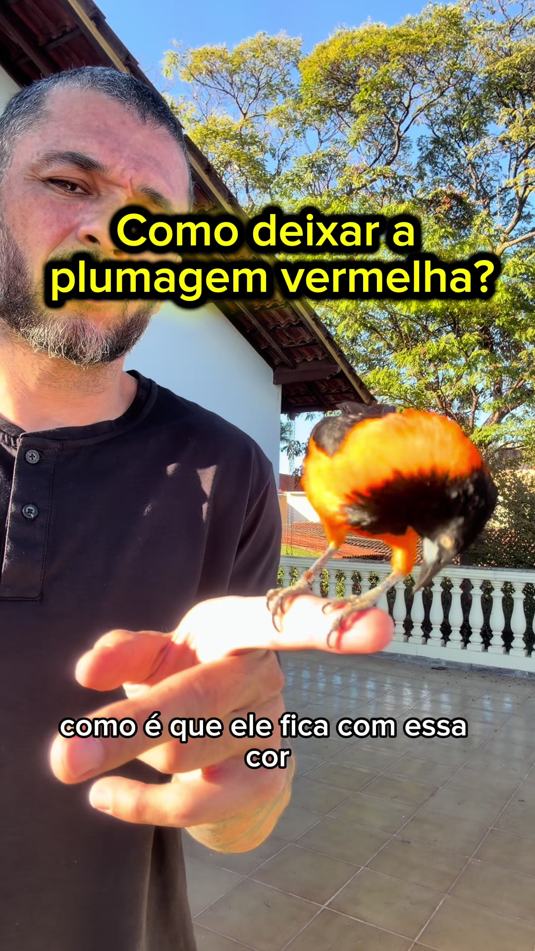@companheiroveio