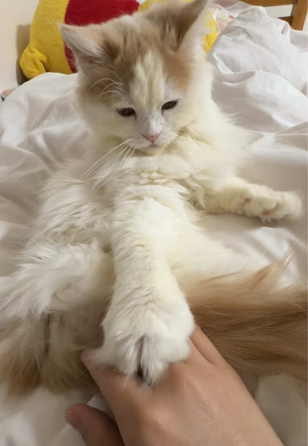 @ワタシの可愛い天使達💘