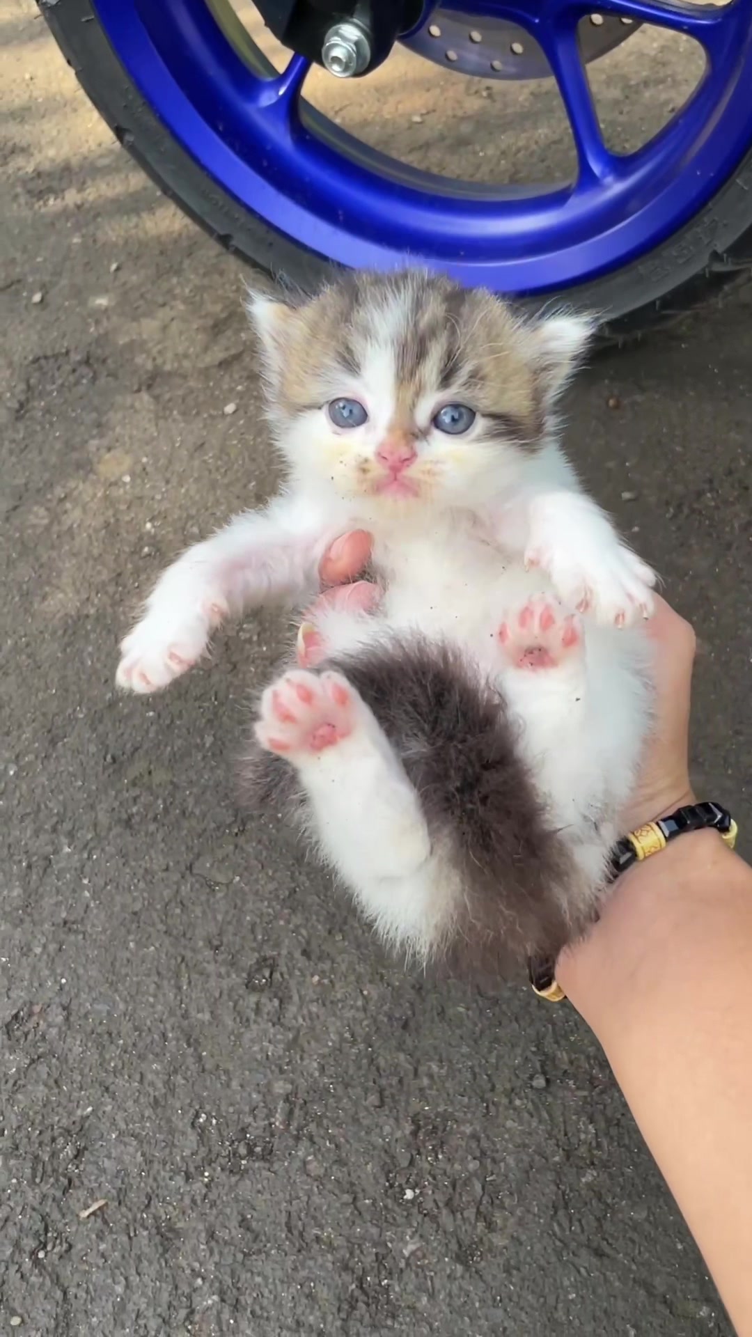 @Republic Of Cat