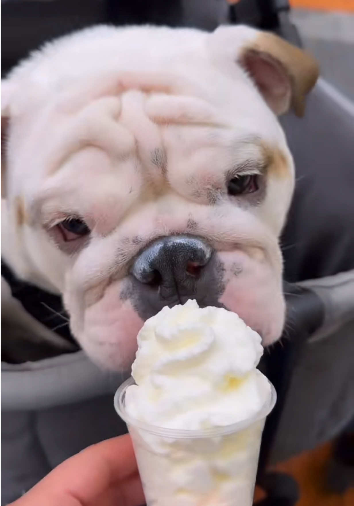 @PanchoTheEnglishBulldog