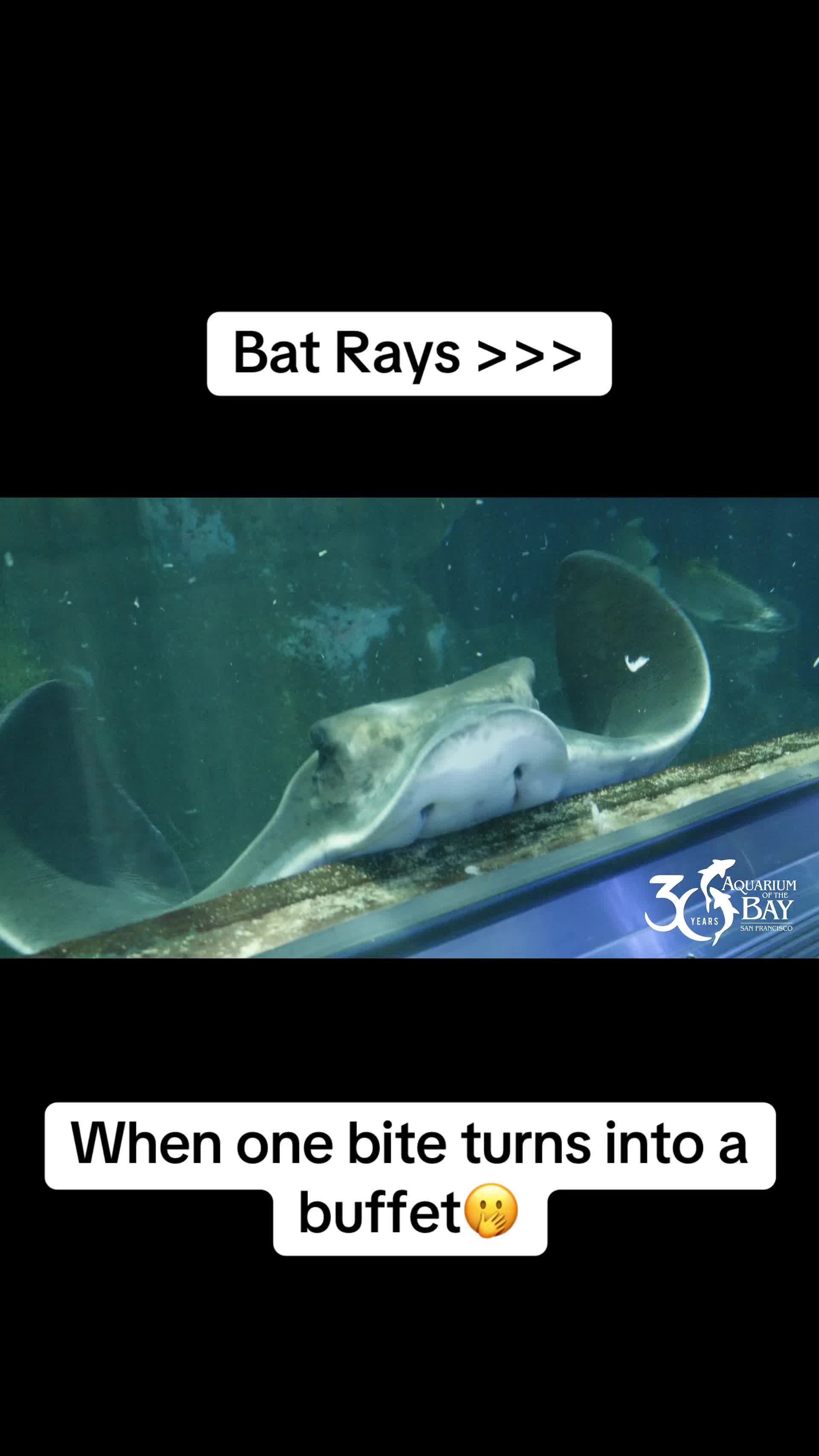 @Aquarium of the Bay