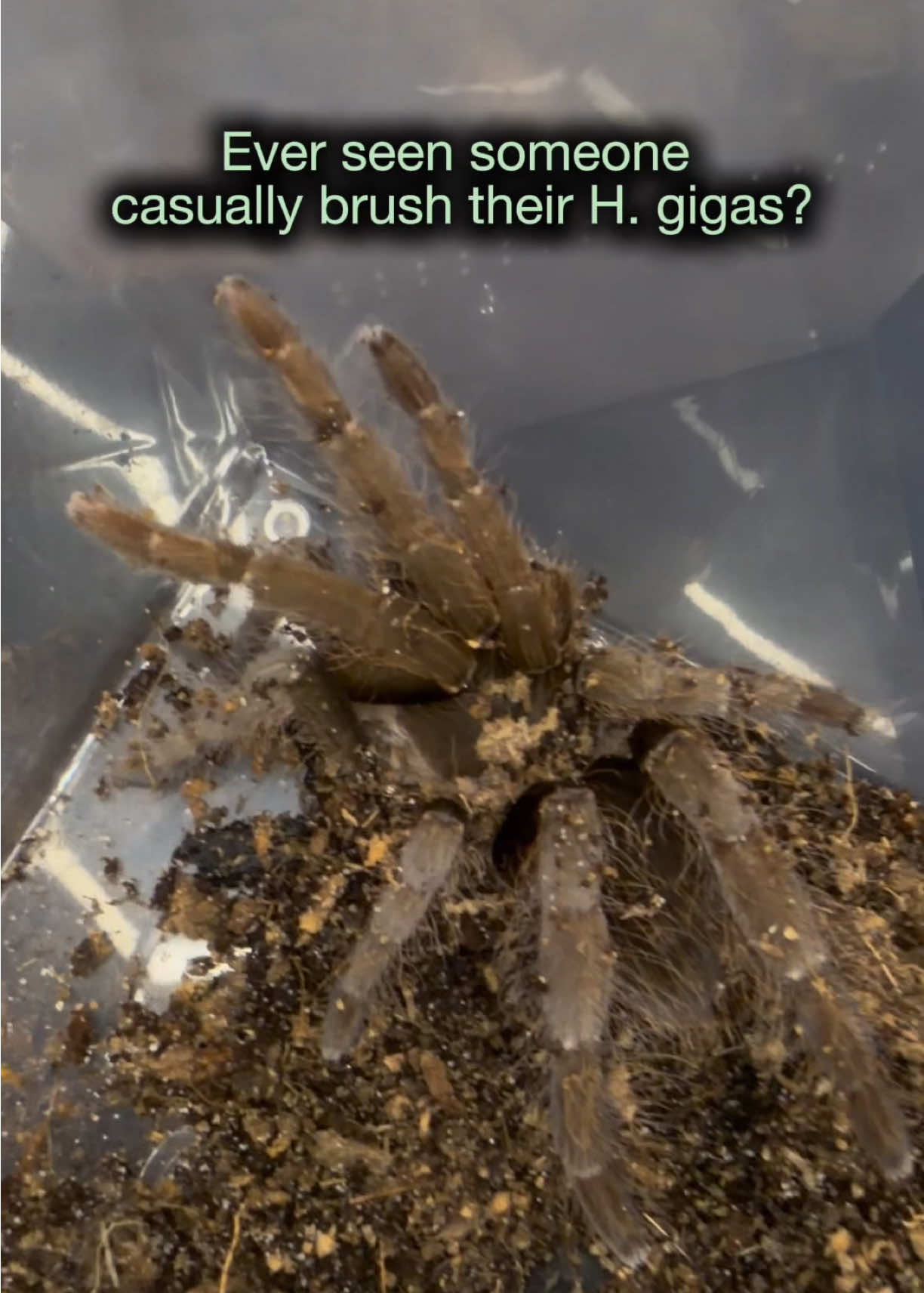 @Spider Conservatory