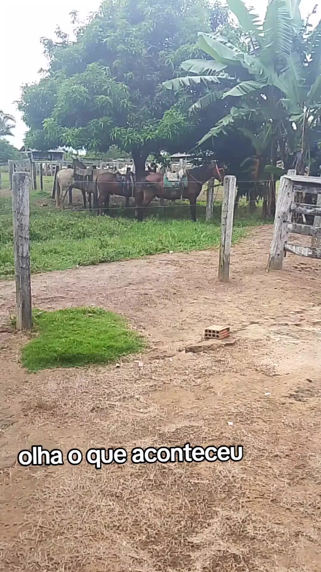 @Menina&Da roça🤠
