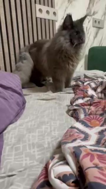@columbus_mainecoon
