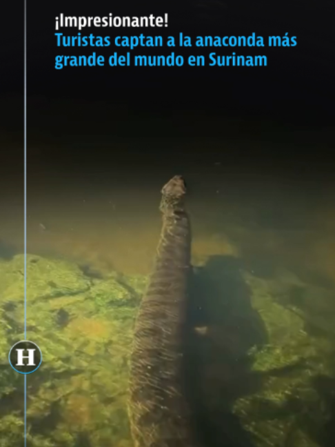 @elheraldodemexico