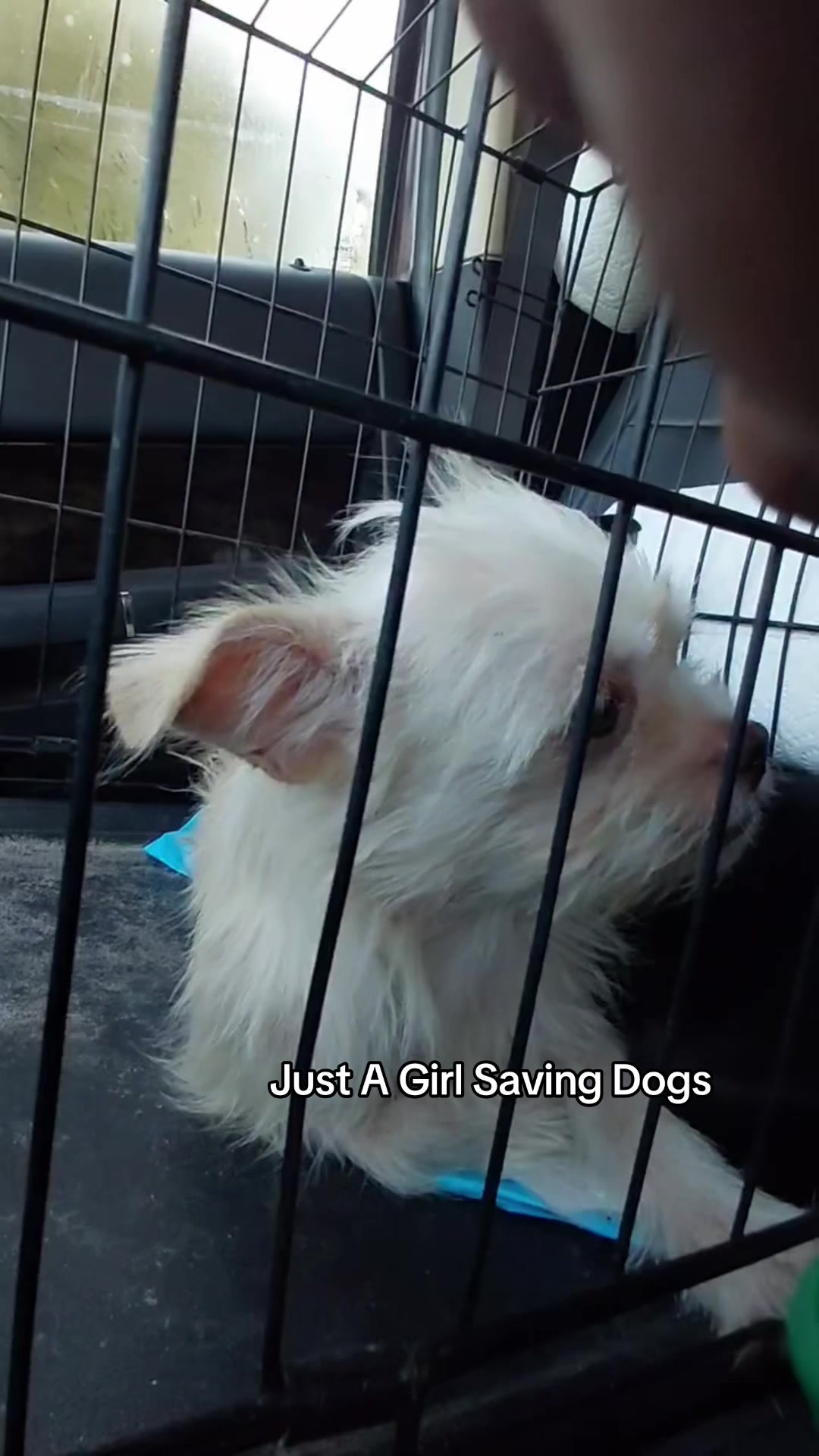 @Just A Girl Saving Dogs