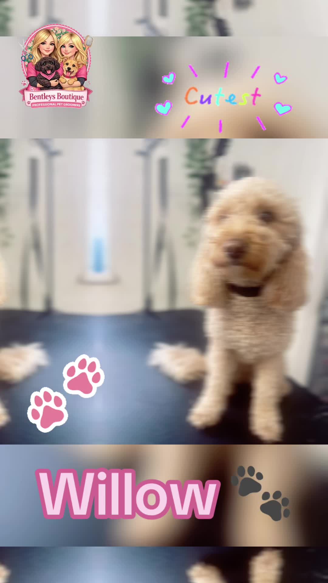 @Bentleys Boutique Pet Groomers