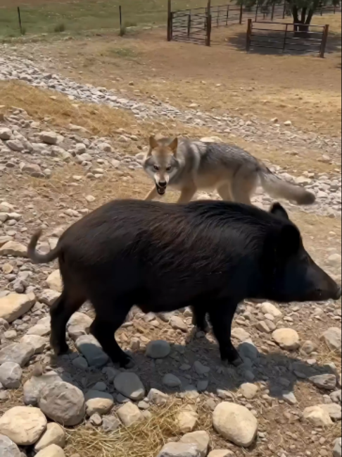 @NutsyFarm