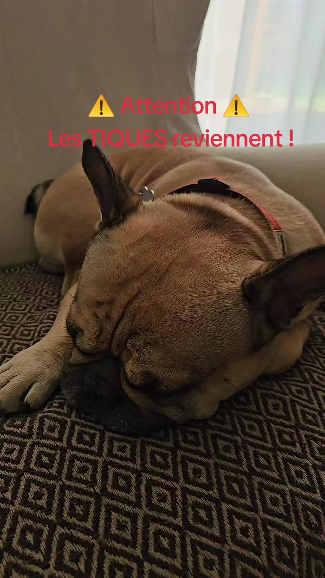 @Tyrion-the-frenchie/Cyrus23