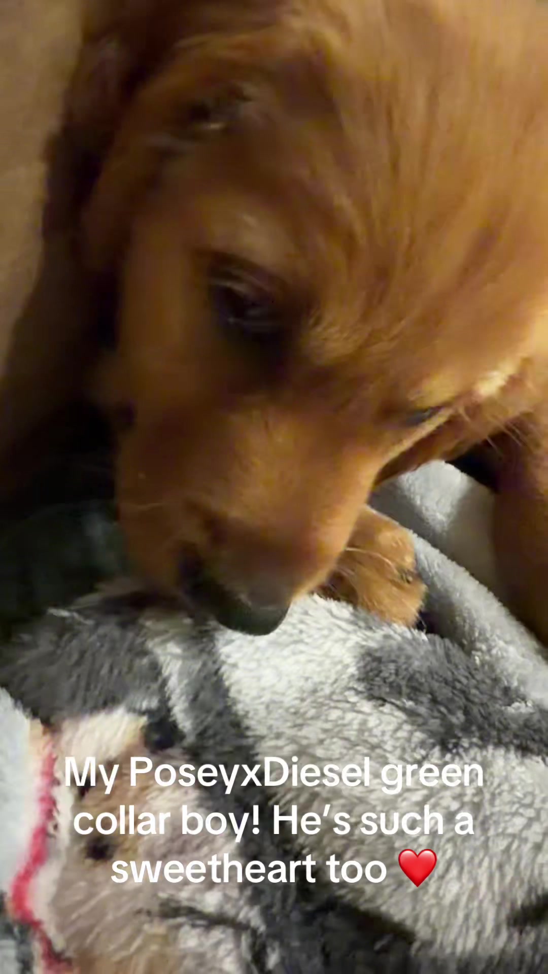 @RhondasRetrievers