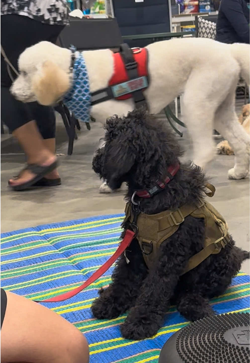 @AmandaT | Your Dog is COOL!