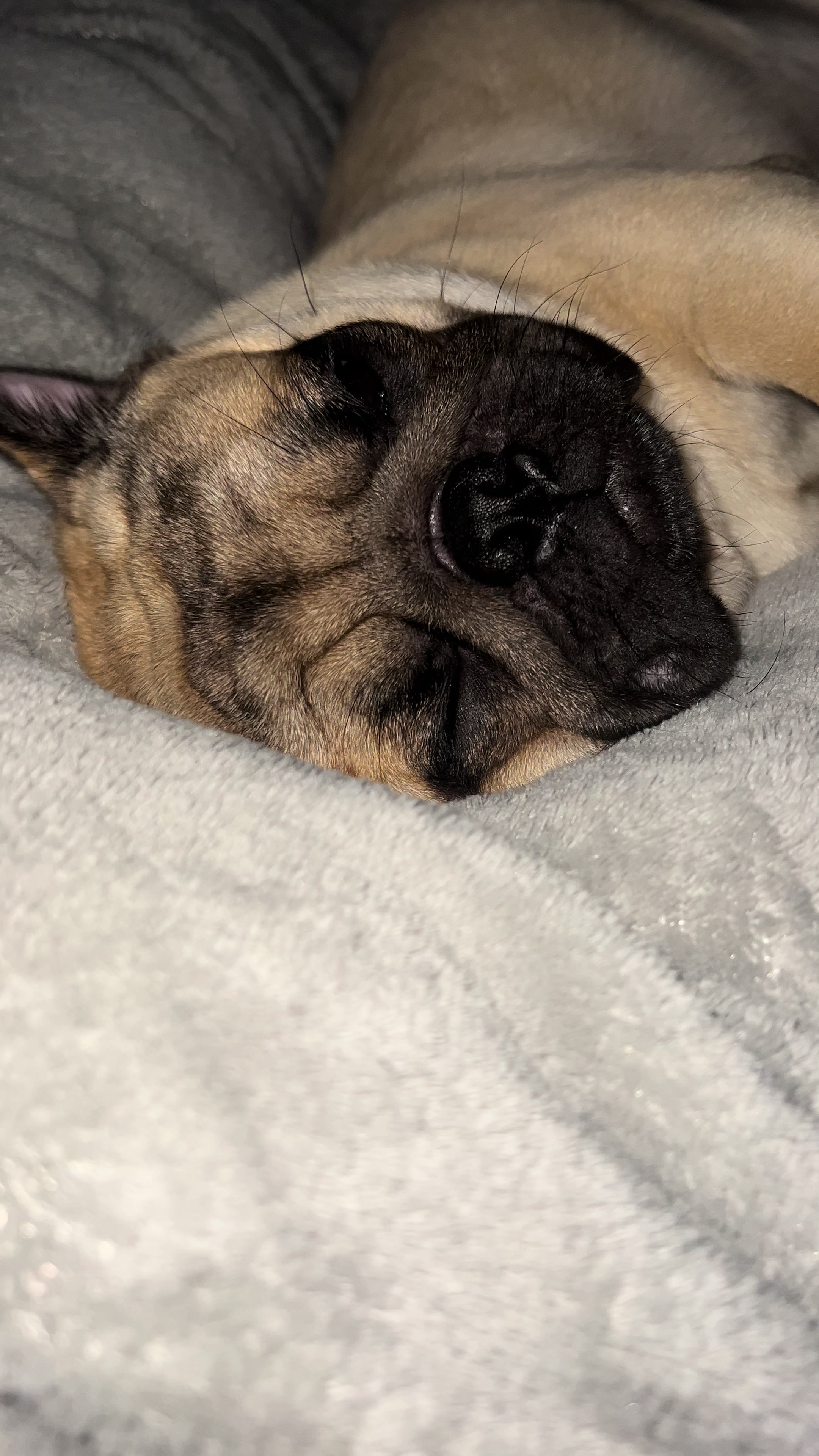 @pugSofyHarry