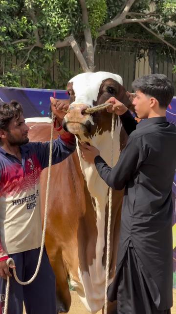 @bazar.khi01