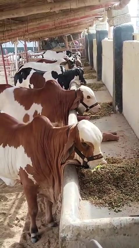 @MAJESTIC CATTLE & GOAT FARM