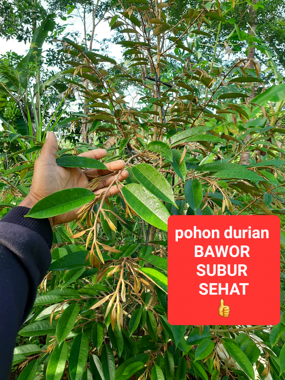 @embunpagi20