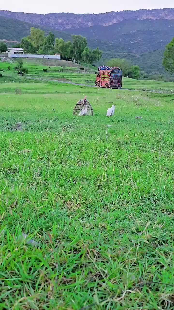 @Birds Lover