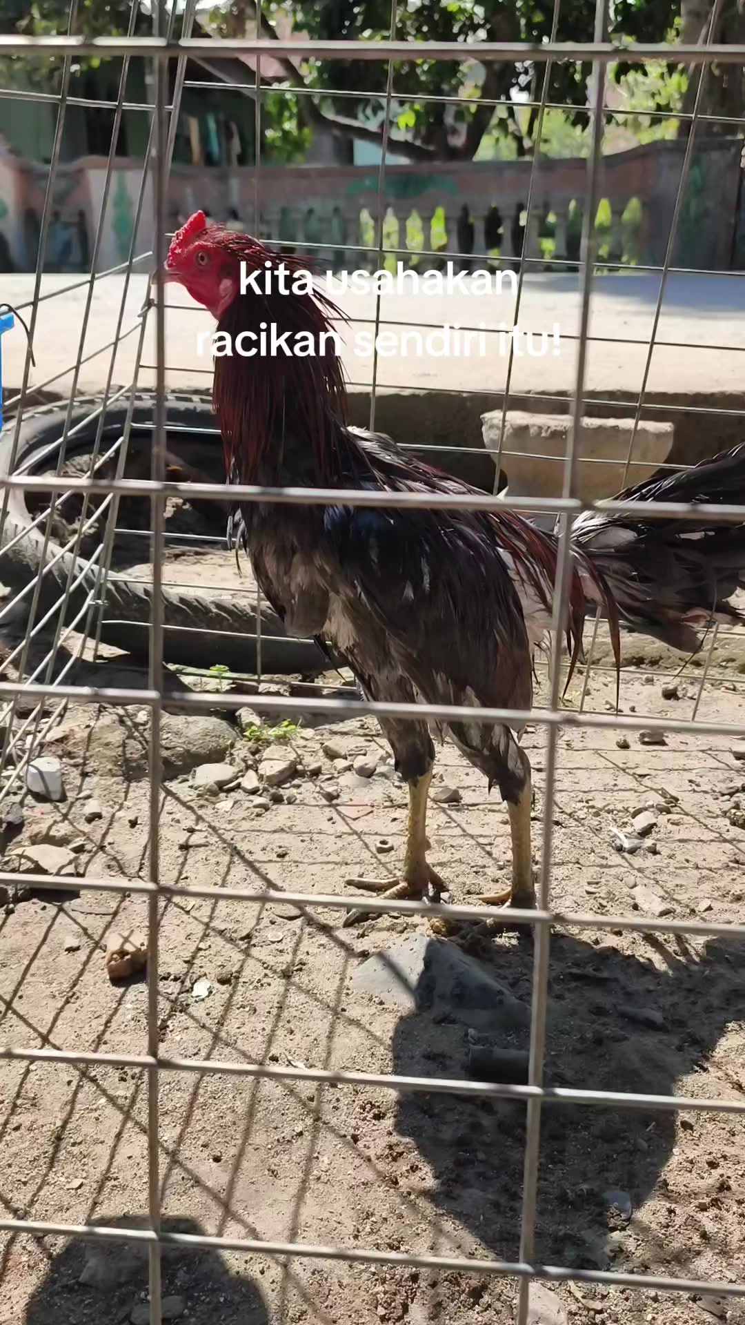 @pikkii
