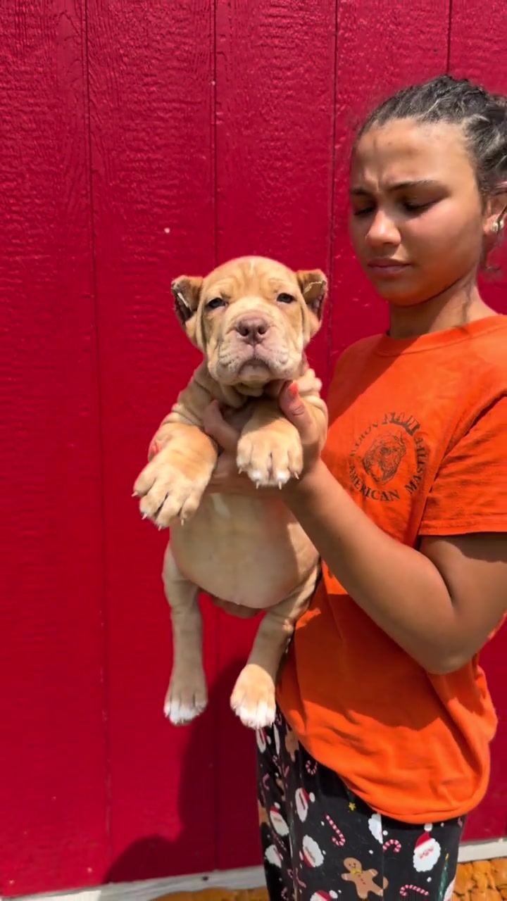 @North America Mastiff Founder