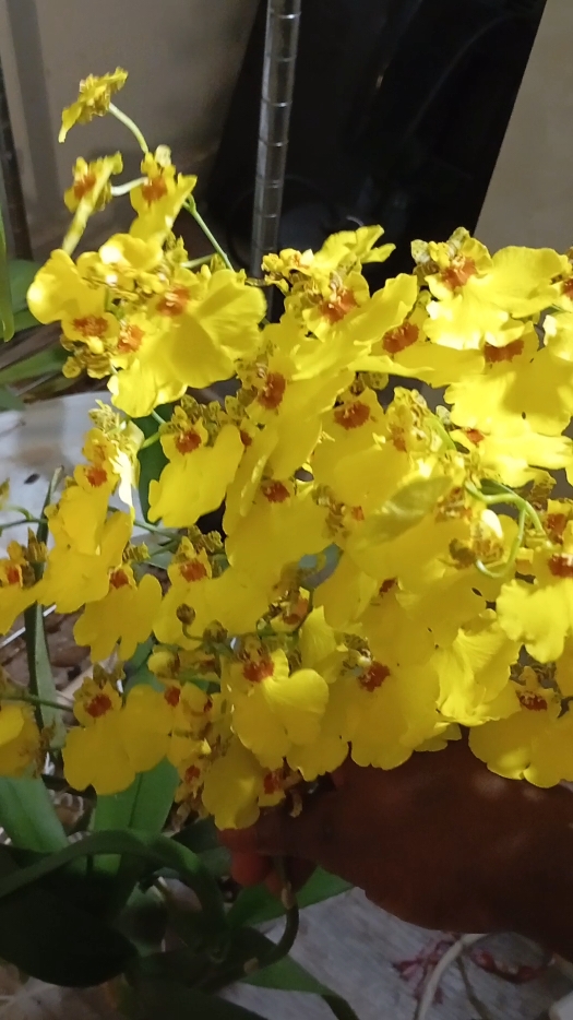 @🌿🌺🌿Orchid Mama 🌿🌺🌿