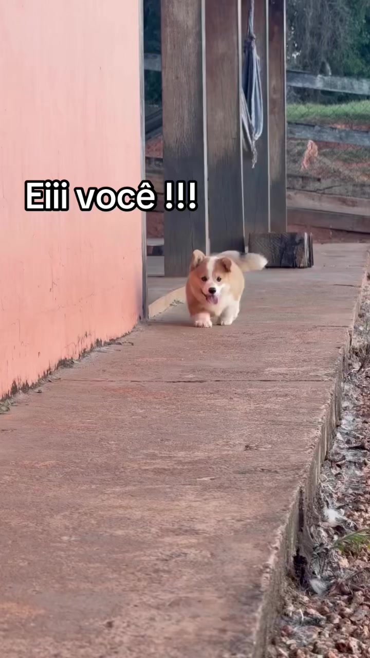 @Ajude a Lola
