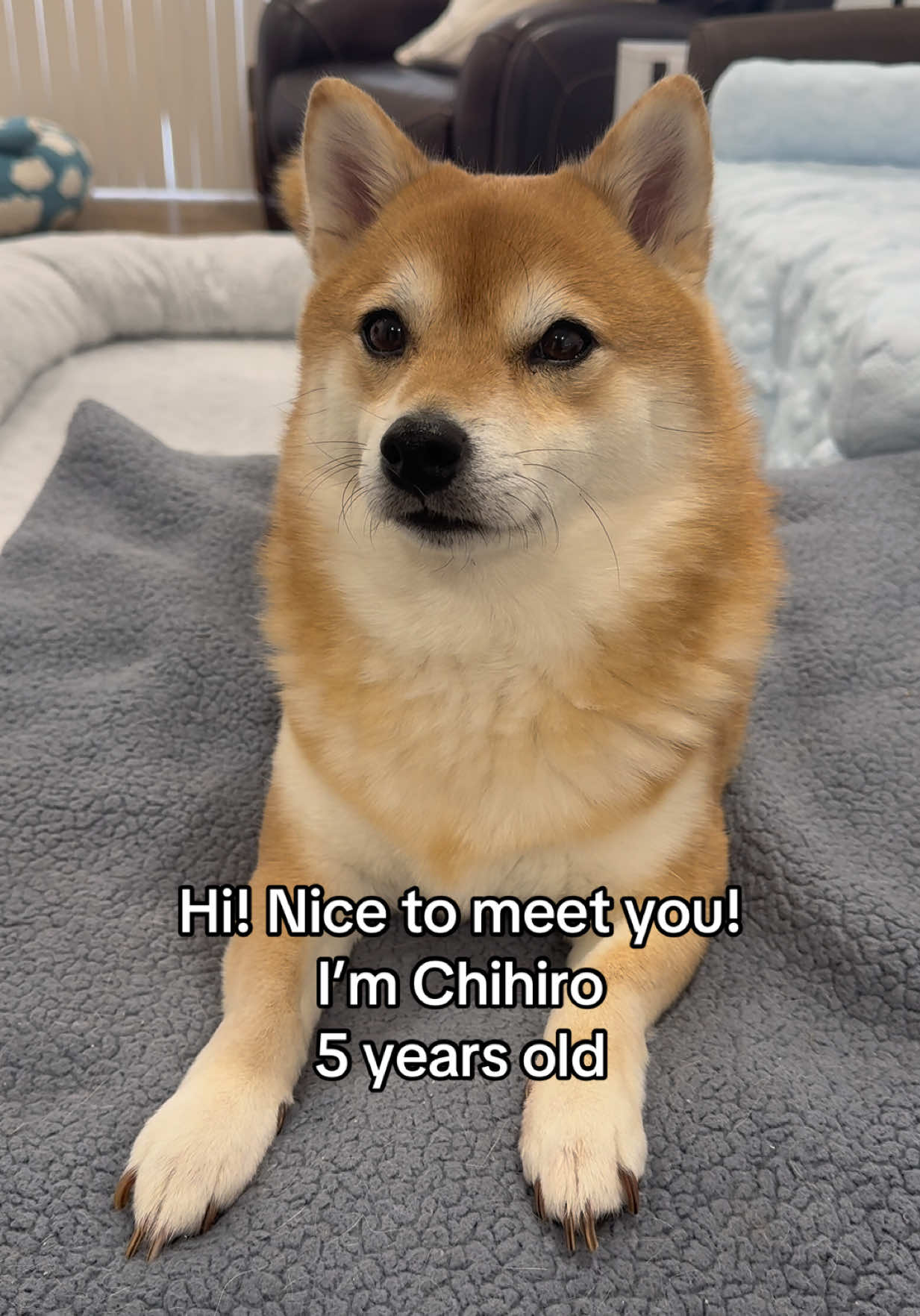 @Flock of Shibas 🐕🐕🐕
