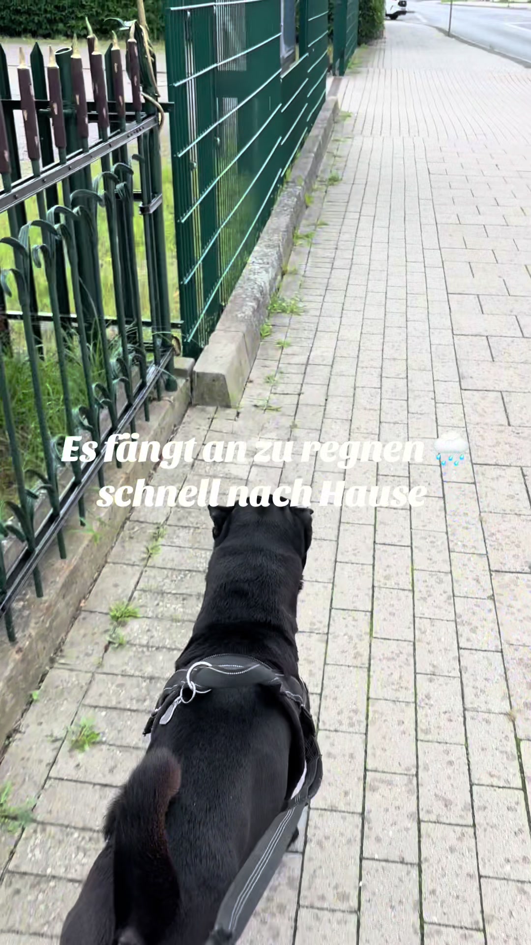 @🐾Dolly❤️Pascha🐾